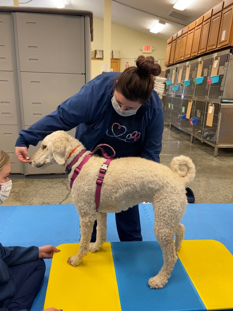 Labradoodle Therapeutic Exercise