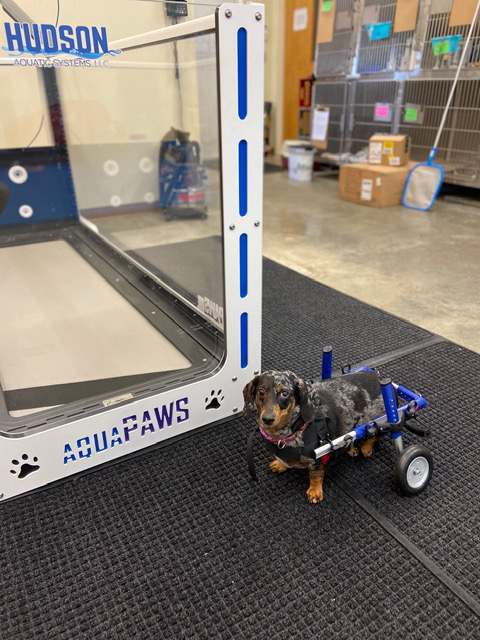 Cute Dachshund with Wheel Chair