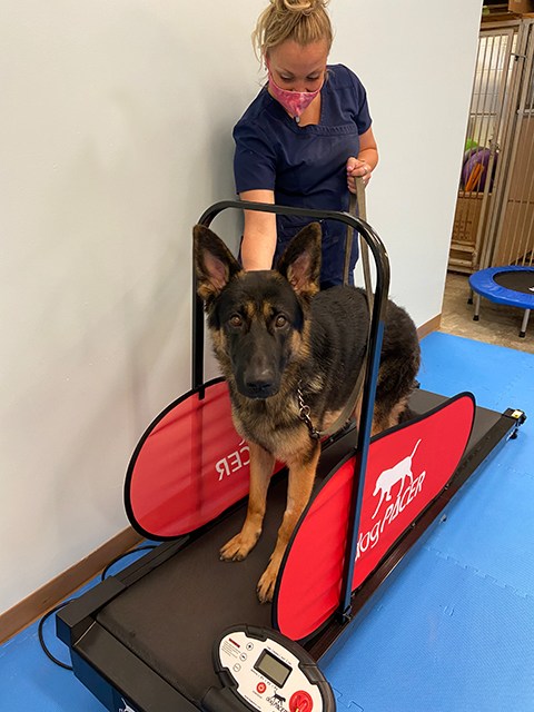 German Shepard Physical Canine Rehabilitation