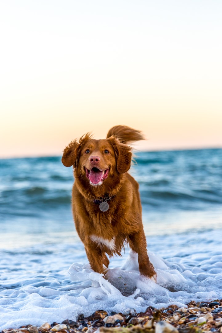 Happy Active Dog Running On a Beach