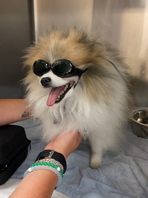 Happy Pomeranian Laser Therapy with Goggles