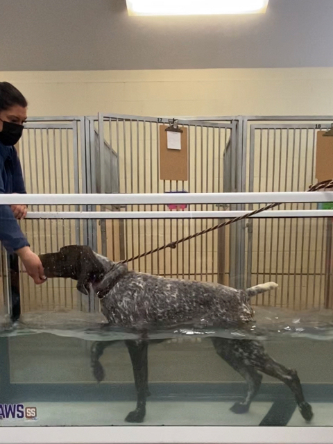 Hydrotherapy Dog Rehab