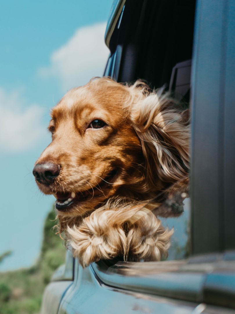 Smiling Dog in Care on Way to ReturnMotion