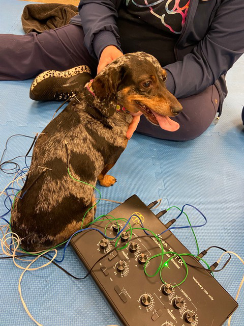 Smiling Happy Dog Acupuncture